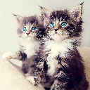 Kittens Wallpapers app
