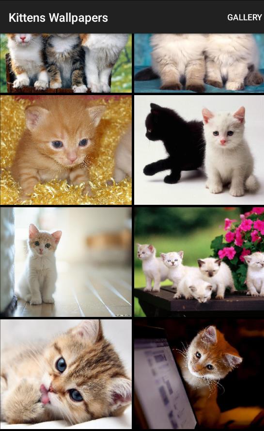 Kittens Wallpapers app下载